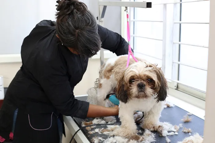 How to Start a Pet Care Business in 2023: Pet Grooming, Boarding, and Training Services